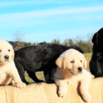 Oregon Goldadoors Puppies