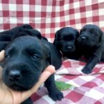 Penny's Puppies