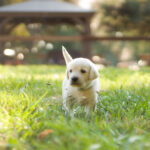 Small Goldador Puppy