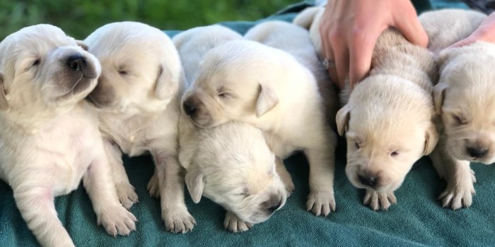 White Goldador Puppies