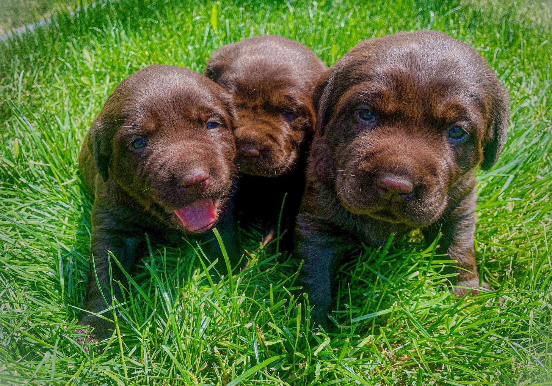 Three chocolate goldador puppies