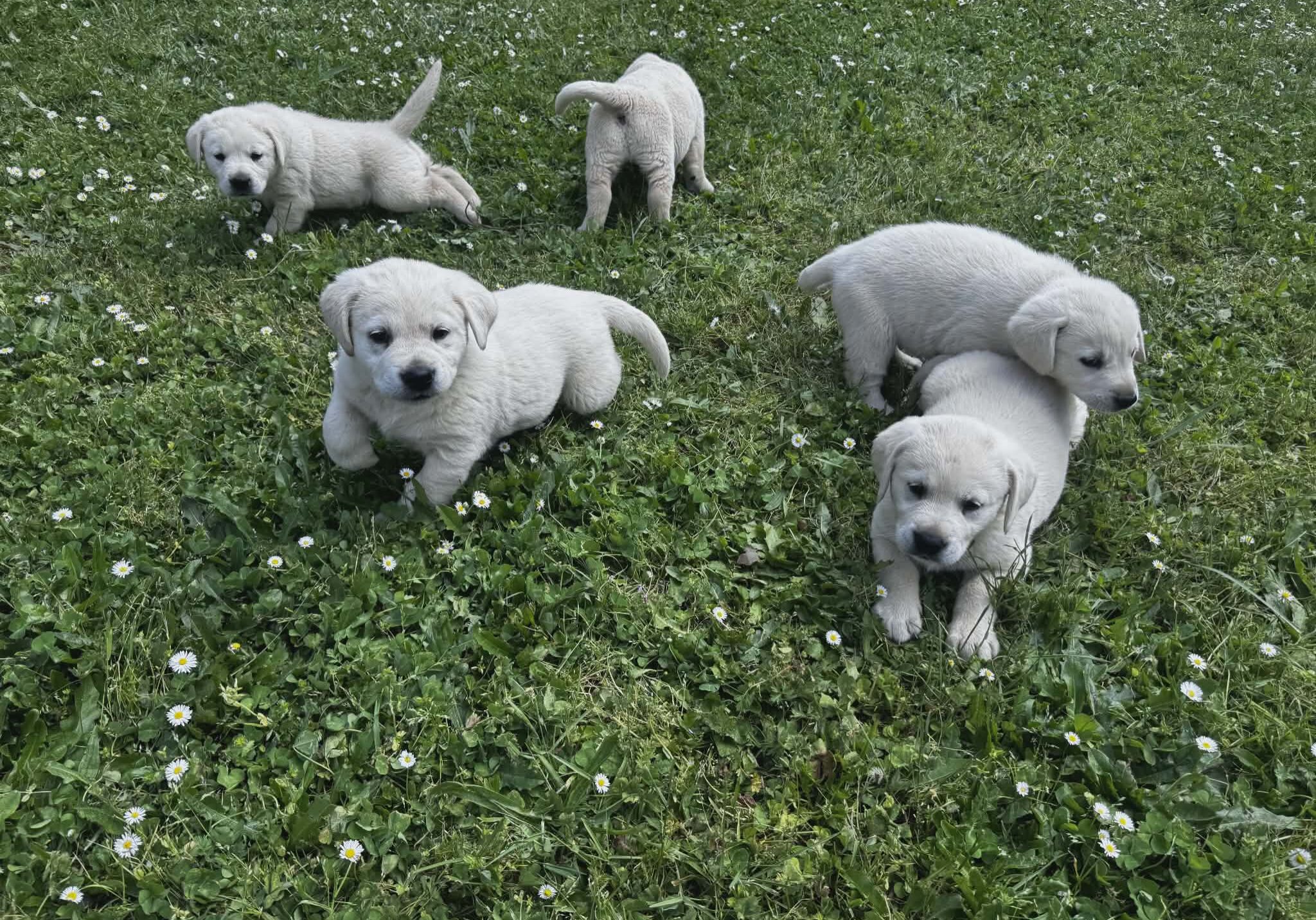 Five white Goldador puppies runing on the grass