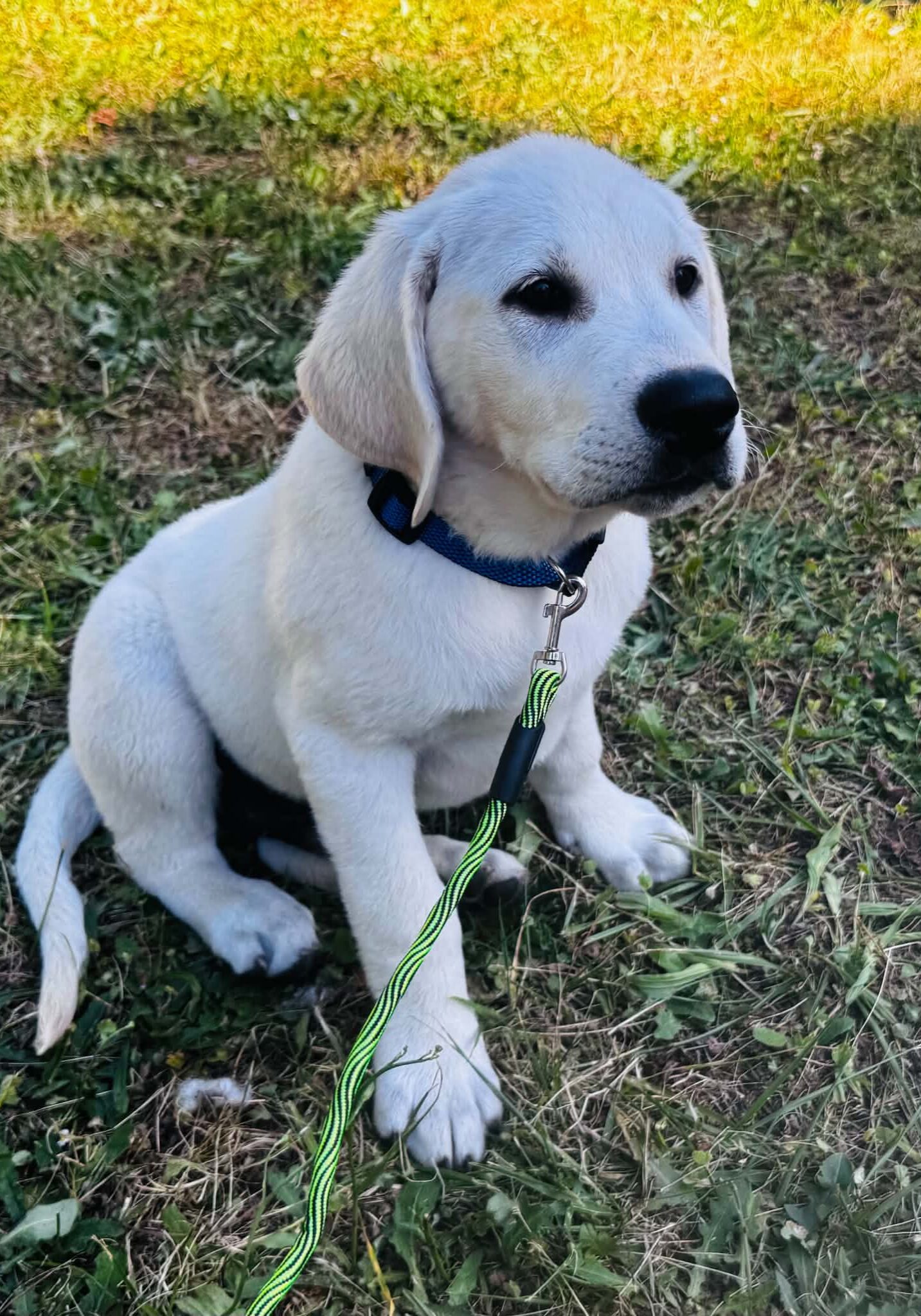 Goldador puppie.