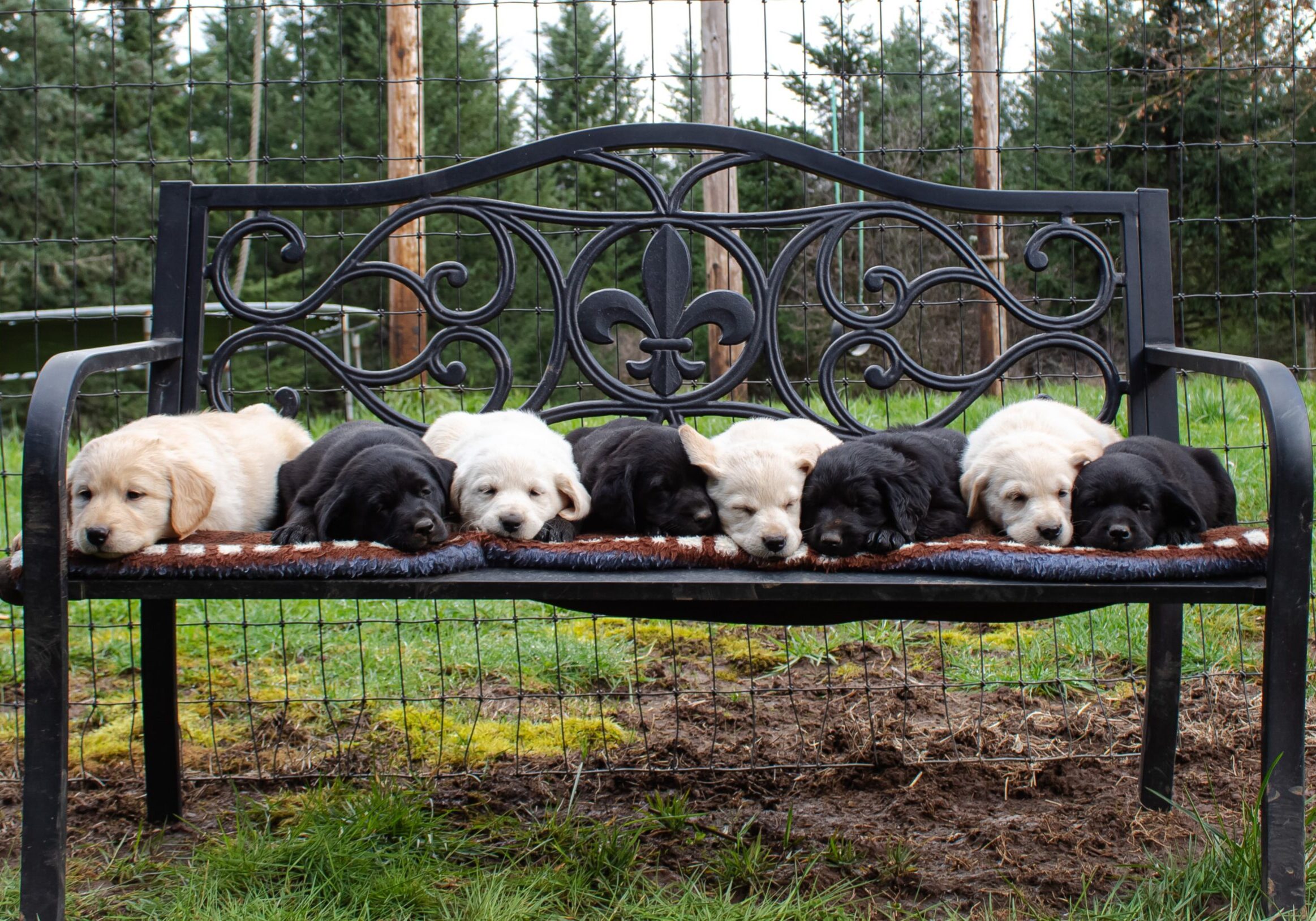 Eight Goldador Puppies on a bench resting.