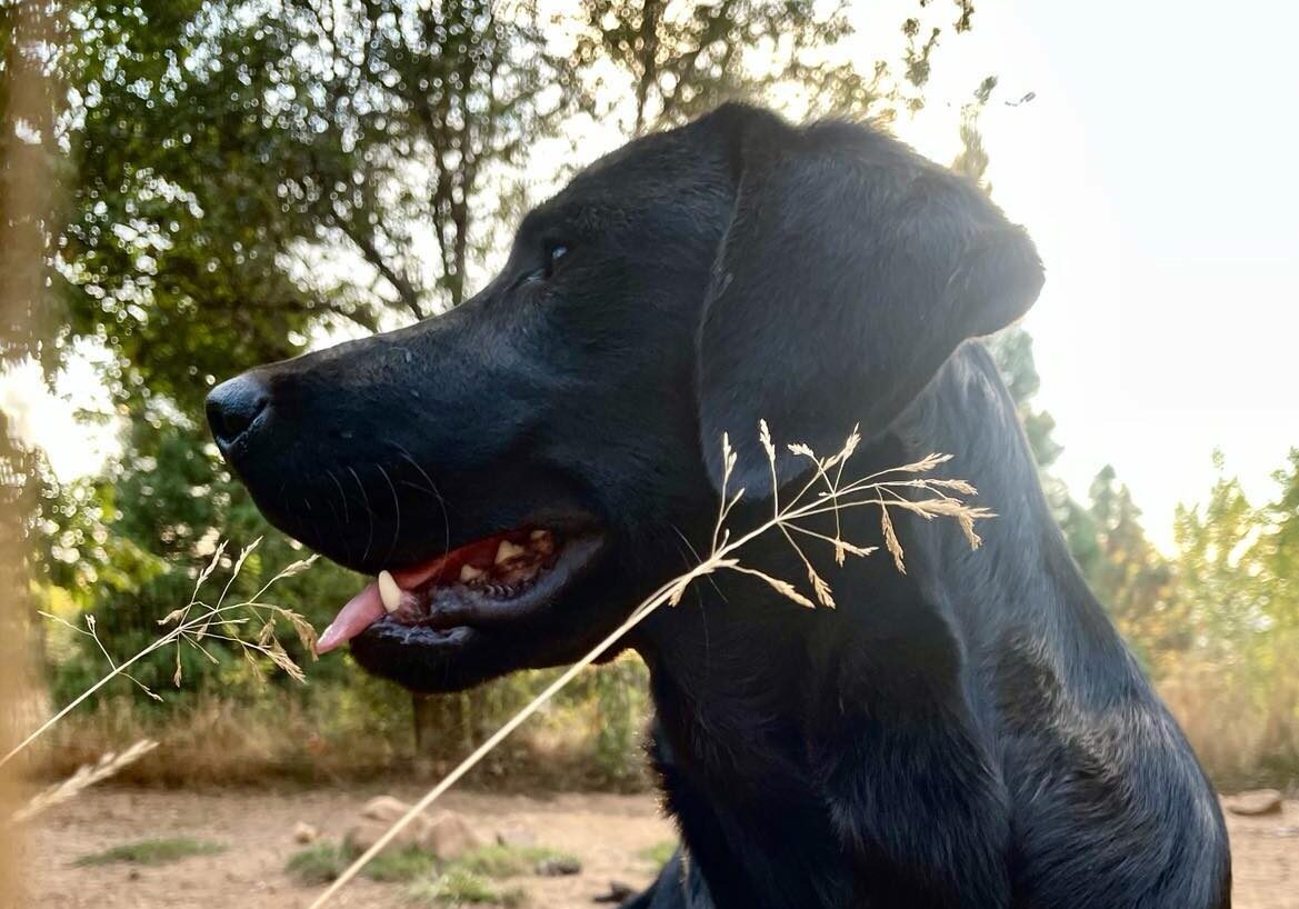 A black Goldador dog standing outdoors, panting with its tongue out, surrounded by dry grass and trees.