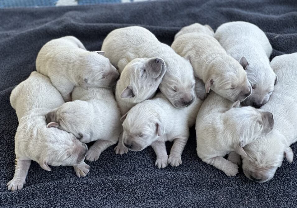 A litter of light-colored Goldador puppies cuddled together on a dark blanket.